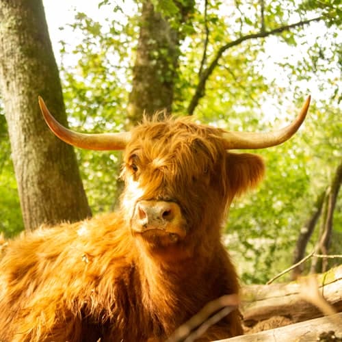 la-highlander-ferme-des-elancezes