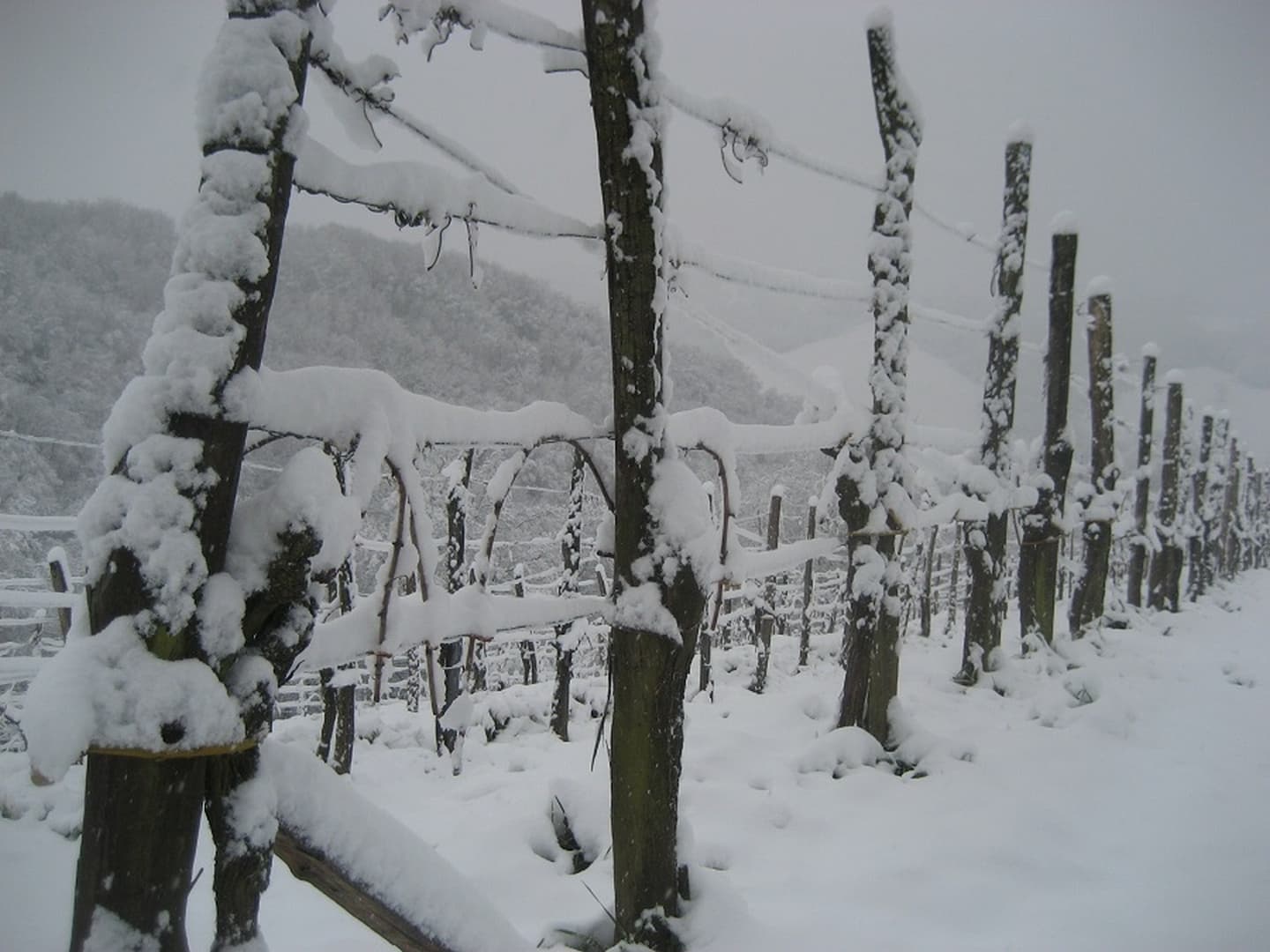 Clos Labrée - Chappelle de Rousse - sous la neige