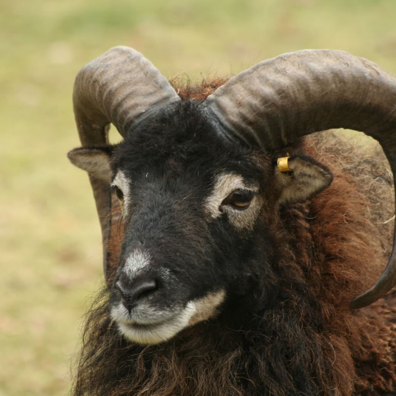largeasse-ferme-rocher-branlant-mouton-saoy
