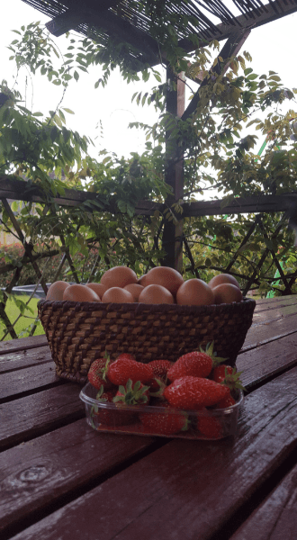 les_alpagas_des_monedieres_6