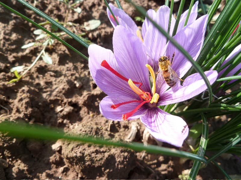 les-safranelles