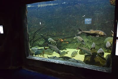 lesmaisonsdulac-aquarium-internet-2