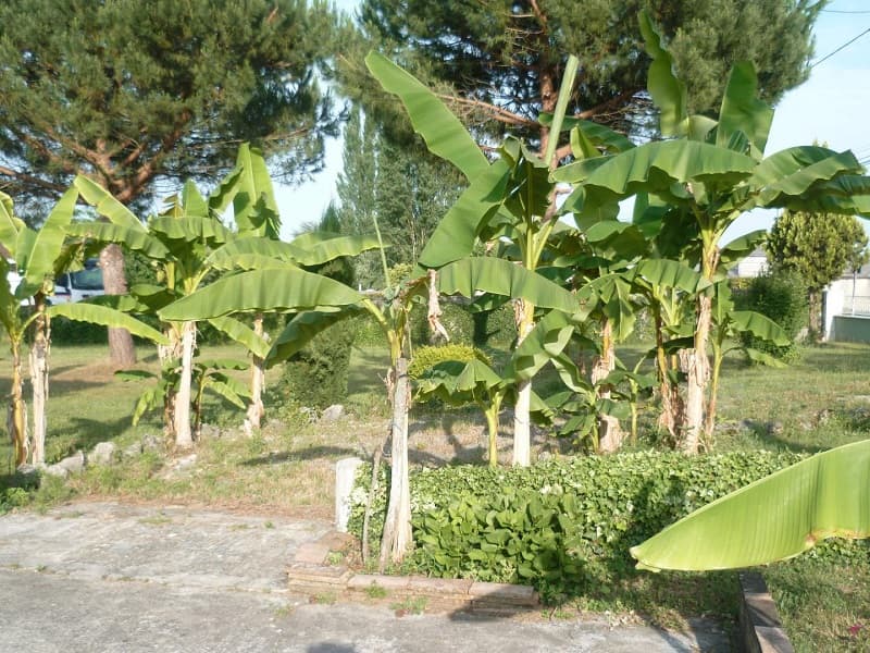 miramont de guyenne-gite les bananiers-bananiers