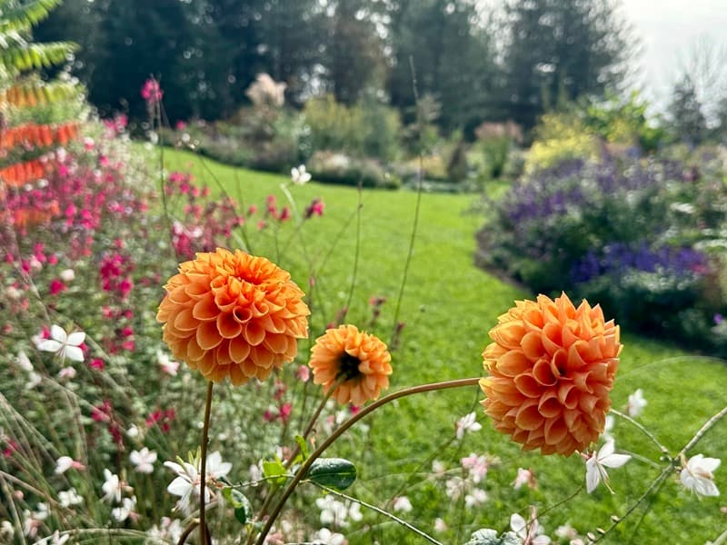montignac de lauzun_jardins de clapiera_fleurs orange