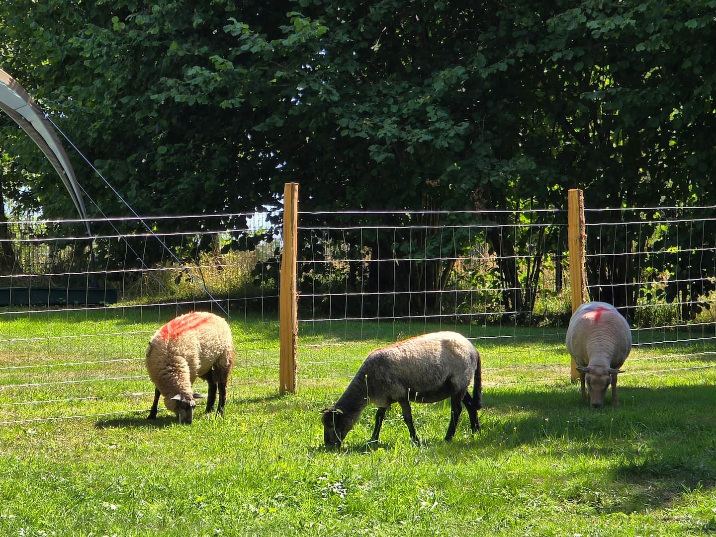 moutons