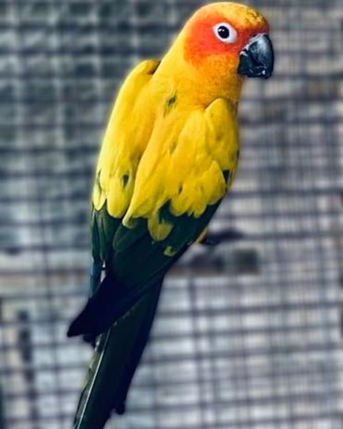 oiseaux 2025