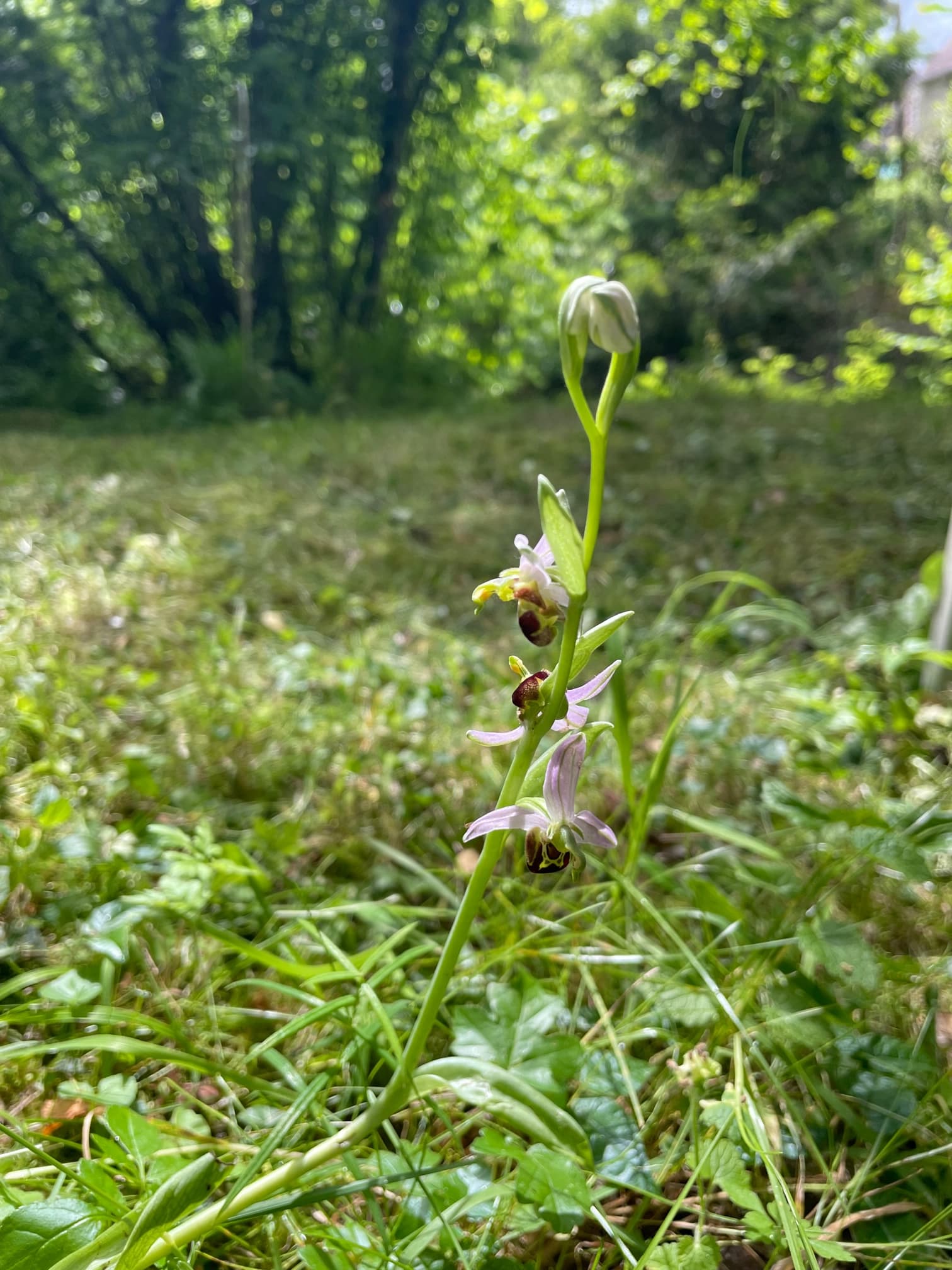 Orchidée sauvage qui a pu être préservée grâce à une tonte irrégulière
