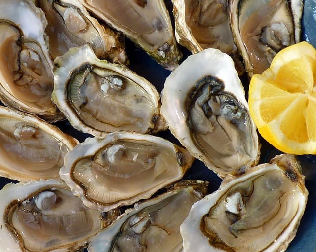 oysters-1958668_640