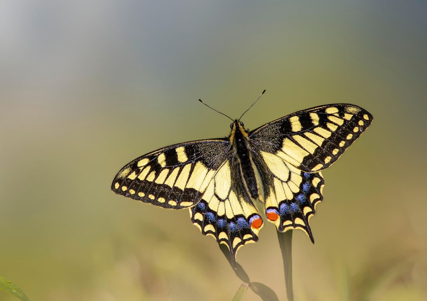 papillon_commun_vivant