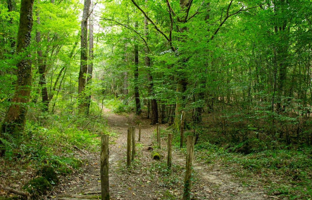 parcours-boucle-or-plan-foret-vignoble-mussidan-tourisme-vallee-isle