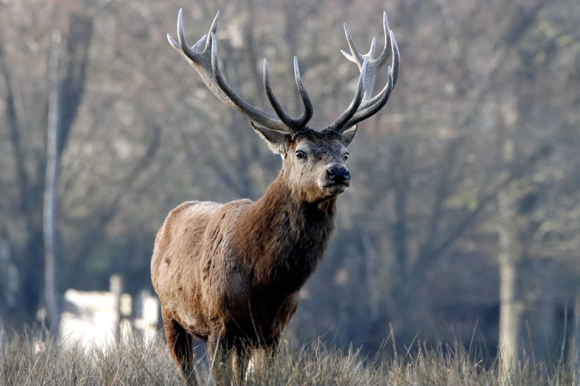 Brame du cerf
