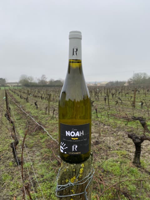 photo vigne et cuvée noah, Domaine de la Rotisserie