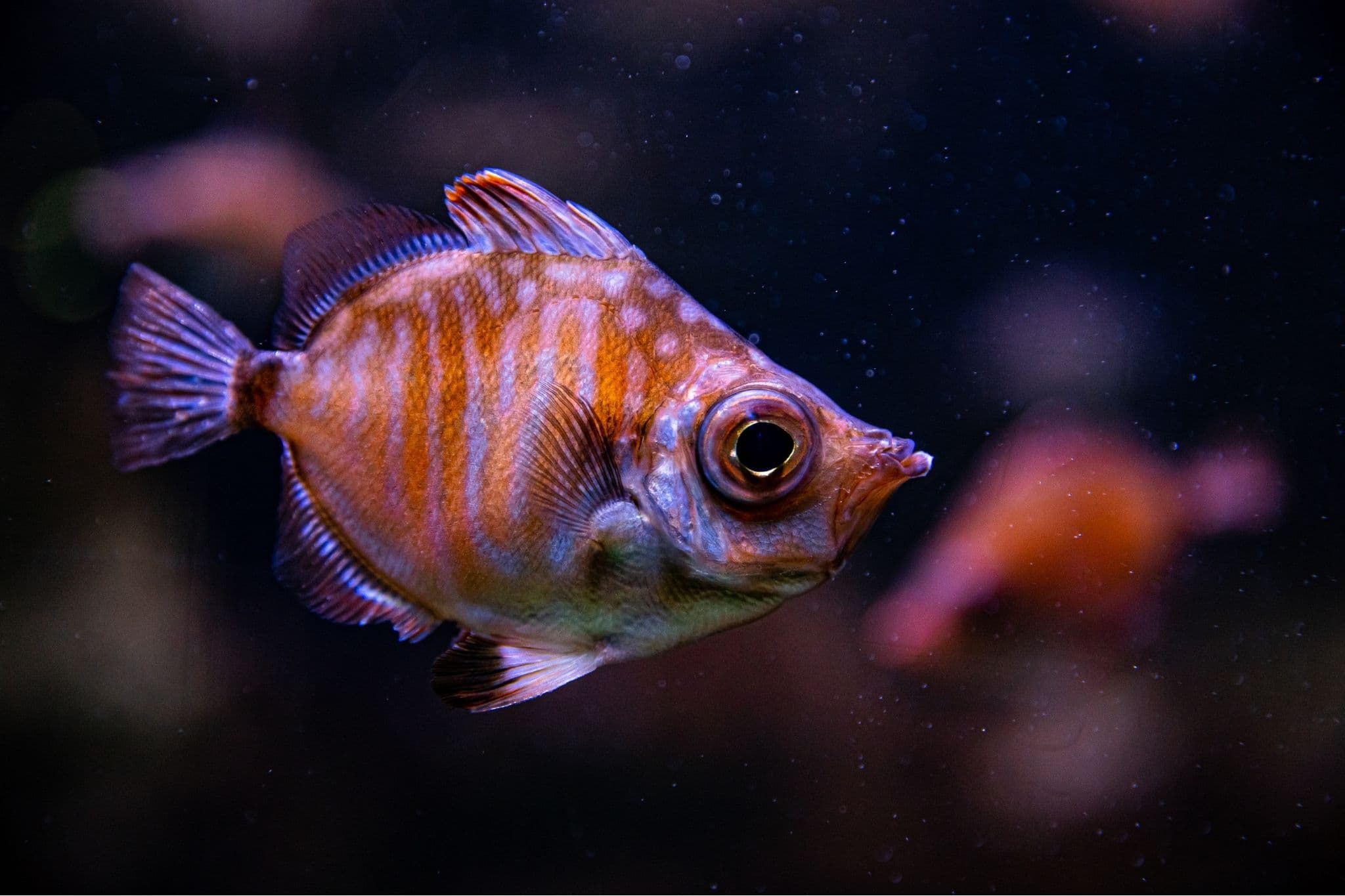 poisson-golfe-de-gascogne-crédit-delphine-pernaud