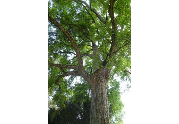 Jardin des Plantes_4