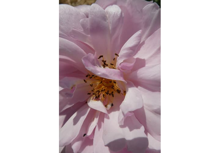 Parc Floral - La Roseraie_11
