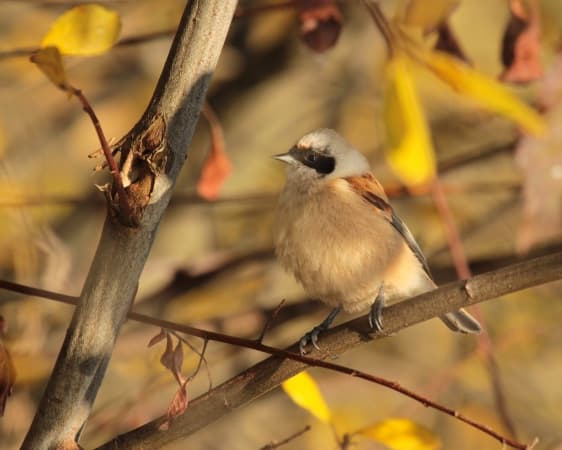 rémiz penduline dans les marais - stephan tillo