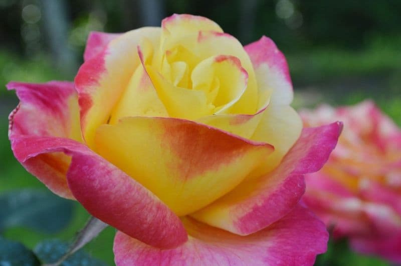 rose-2