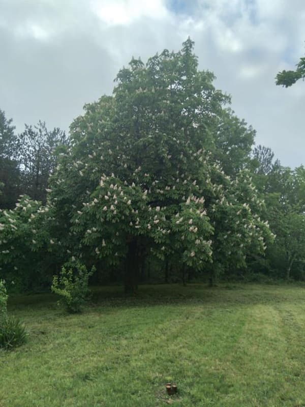 saint colomb de lauzun-gite belle jeanne-jardin