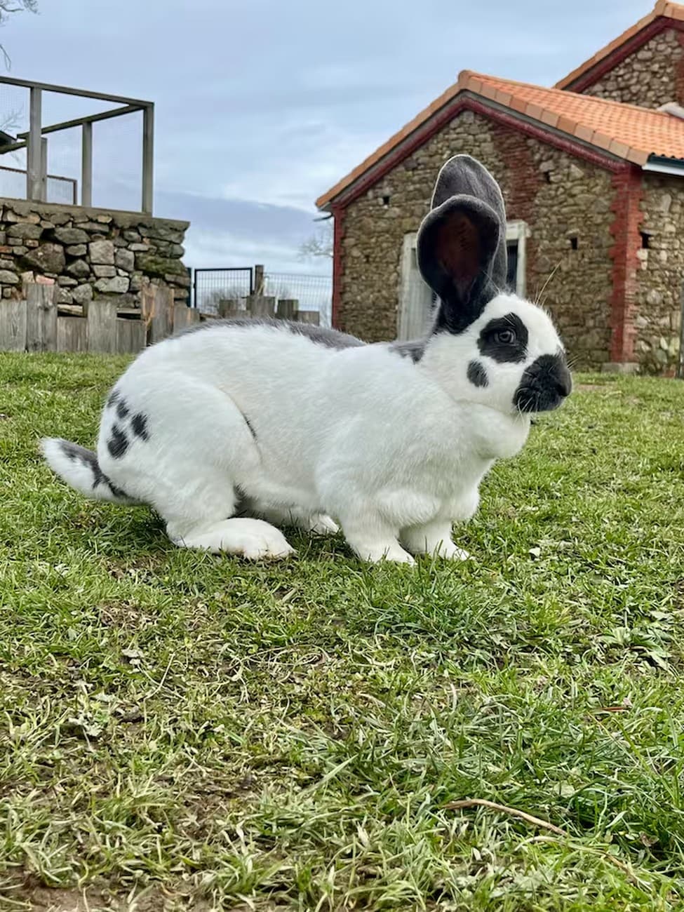 saint-pierre-des-echaubrognes-gite-la-parenthese-a-la-ferme-lapin