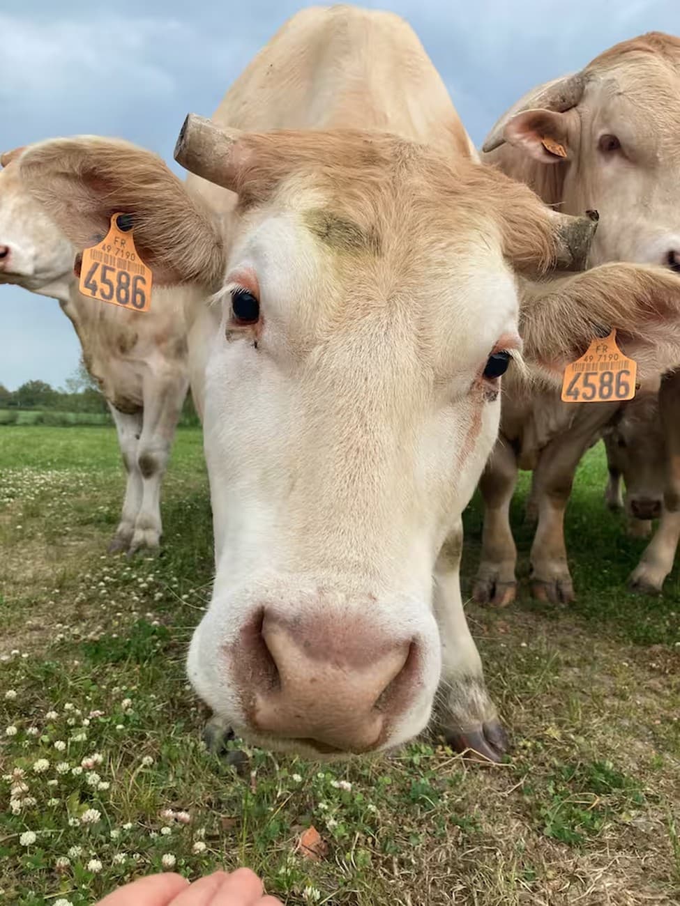 saint-pierre-des-echaubrognes-gite-la-parenthese-a-la-ferme-vaches