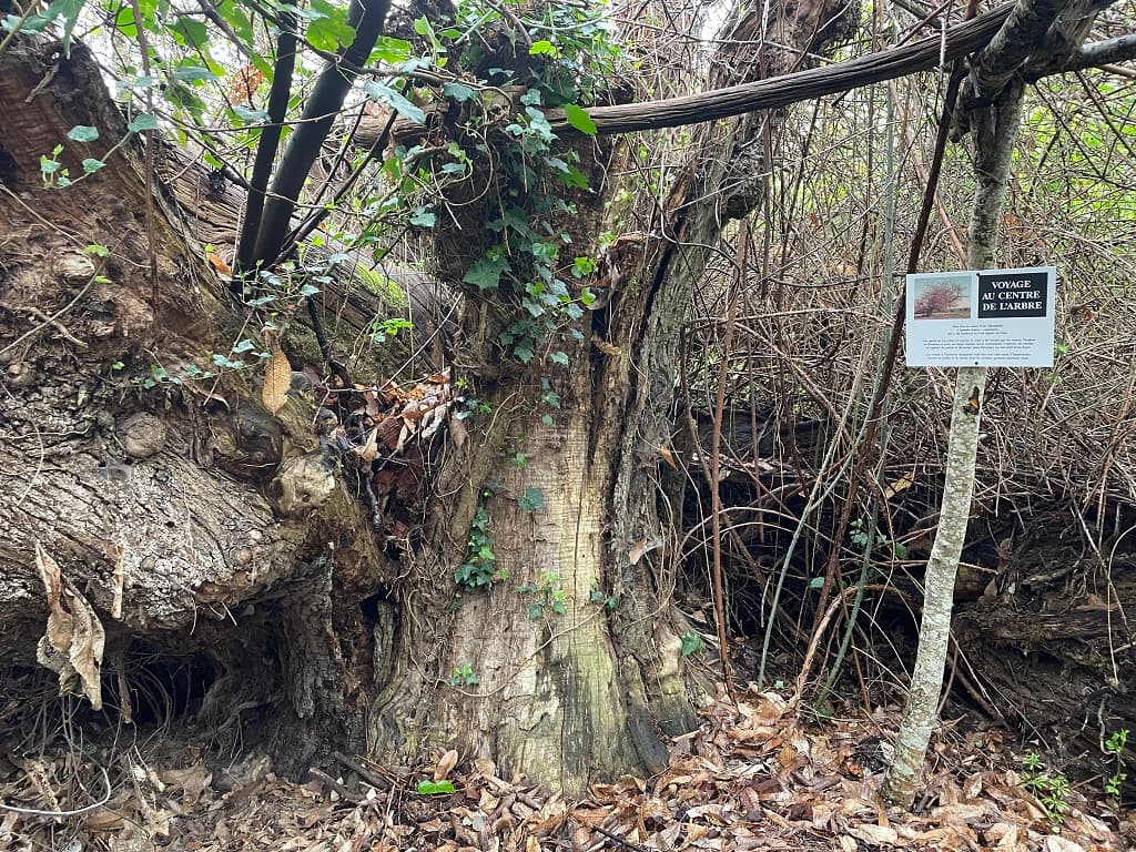sentier-des-abeilles-montpon(10)