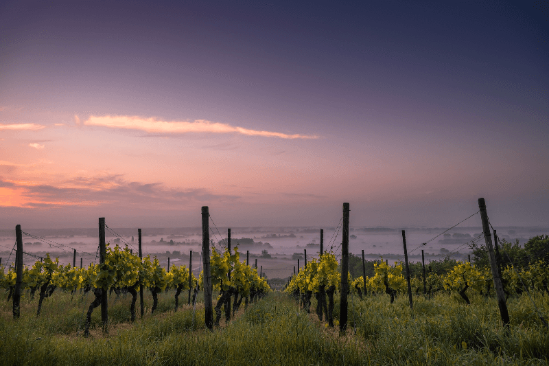 soexpevignoble