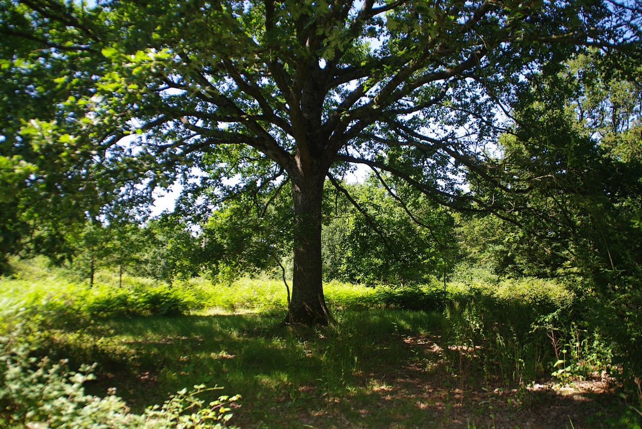 st-pierre-des-echaubrognes-domaine-chantoiseau-ext3