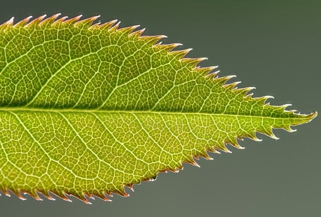 tomulus64-leaf-10142096_640