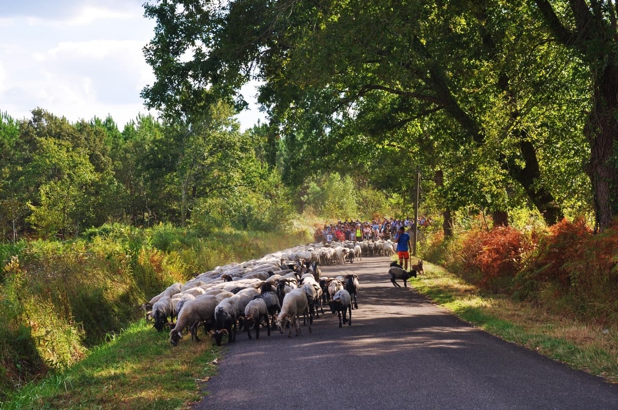 transhumance-Losse-Patrick-Andrieu2