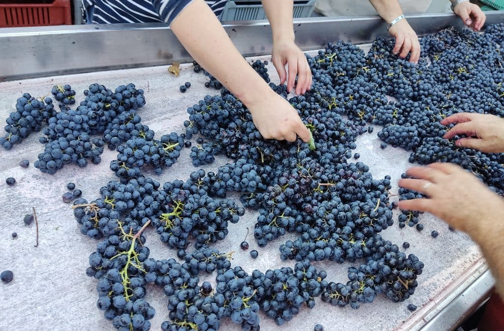 tri des baies_vendanges_Domaine de Combet