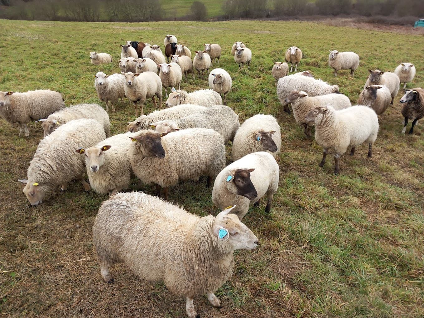 troupeau moutons