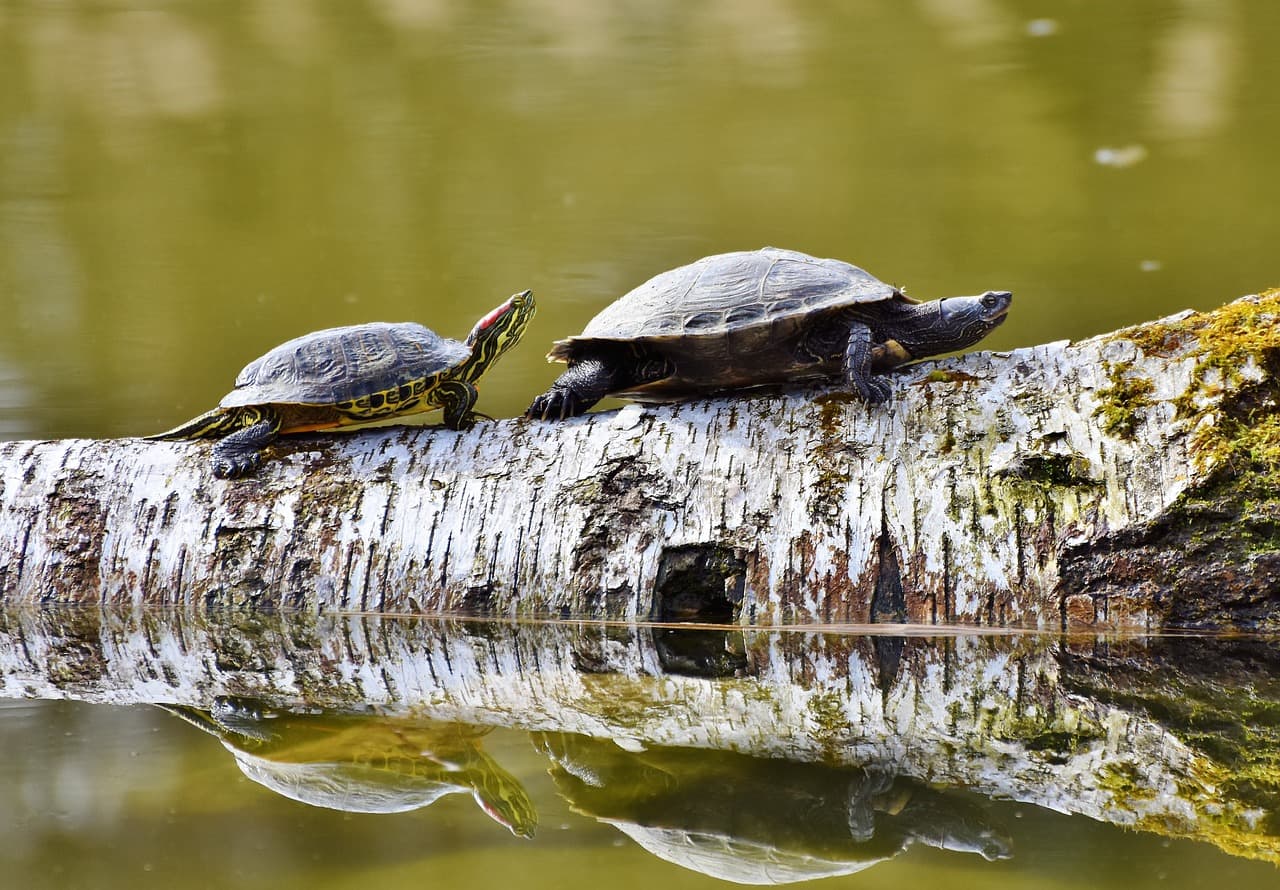 turtles-3289690_1280