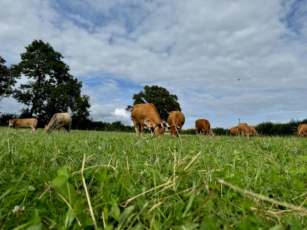 Vallée des Vaches