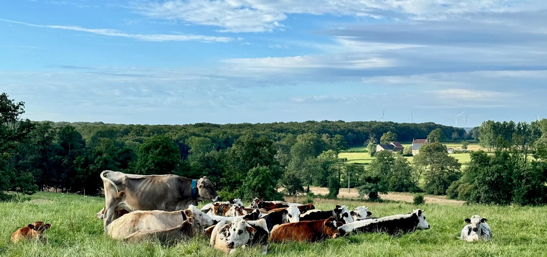 Vallée des vaches