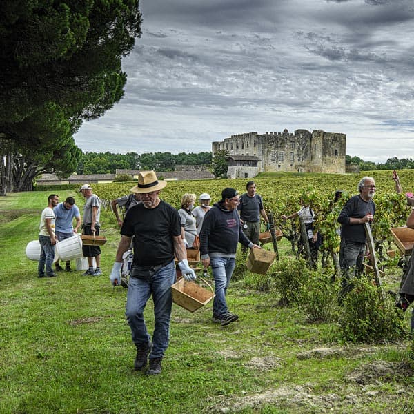 vendanges fargues