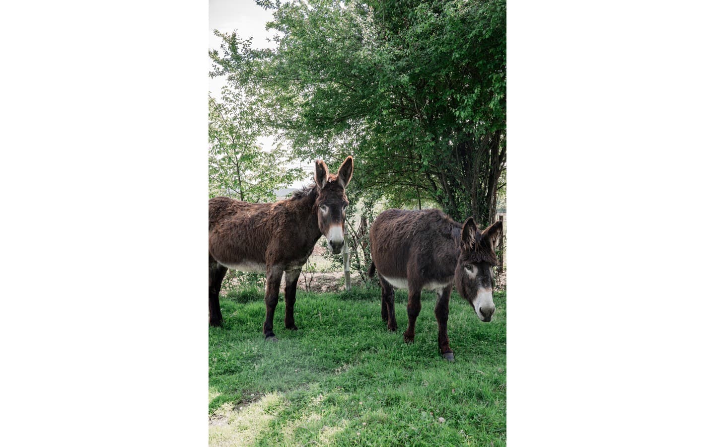 visite de la ferme