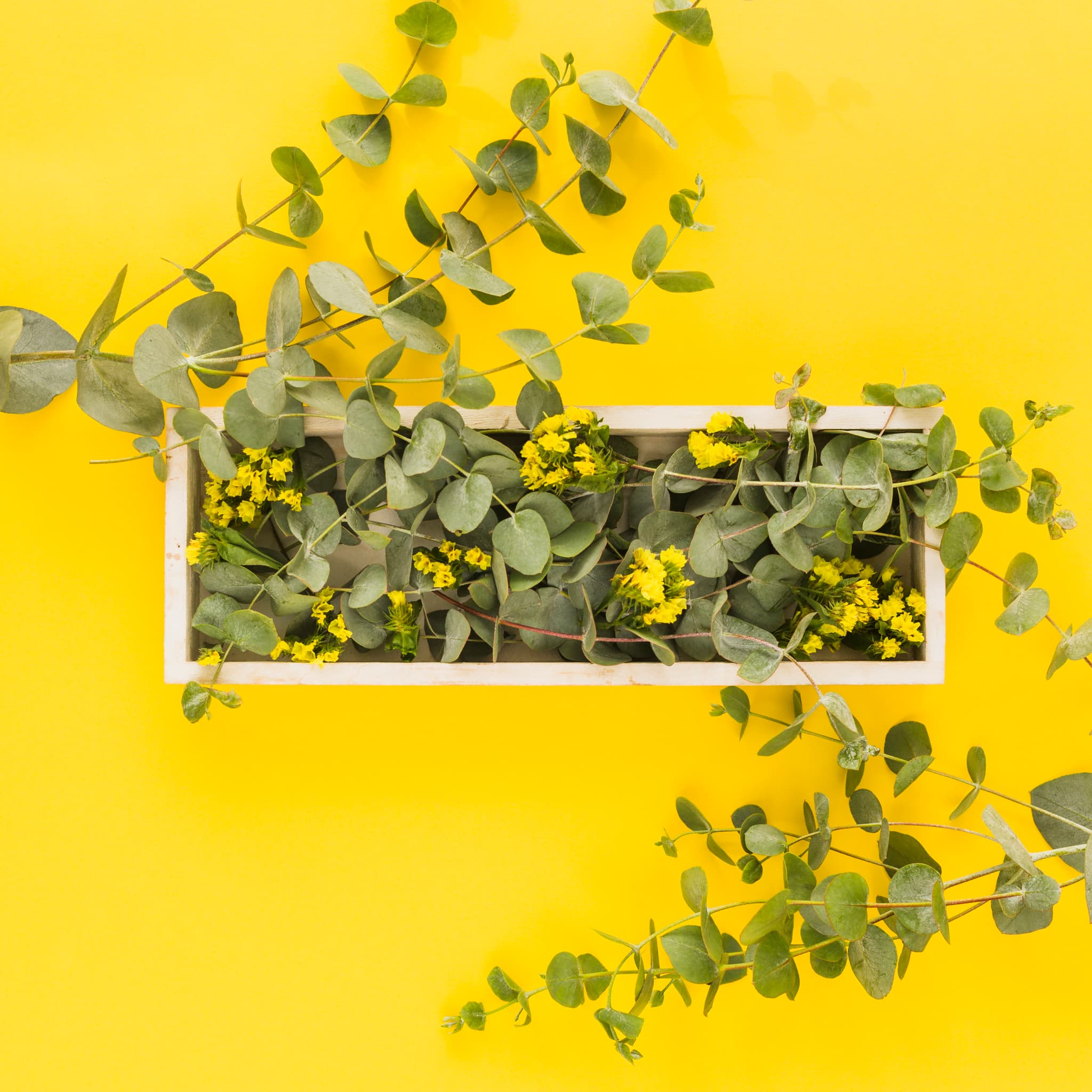 yellow-flowers-green-leaves-wooden-tray-against-yellow-background