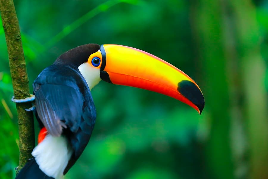 zoo-labenne-toucan-toco-0724