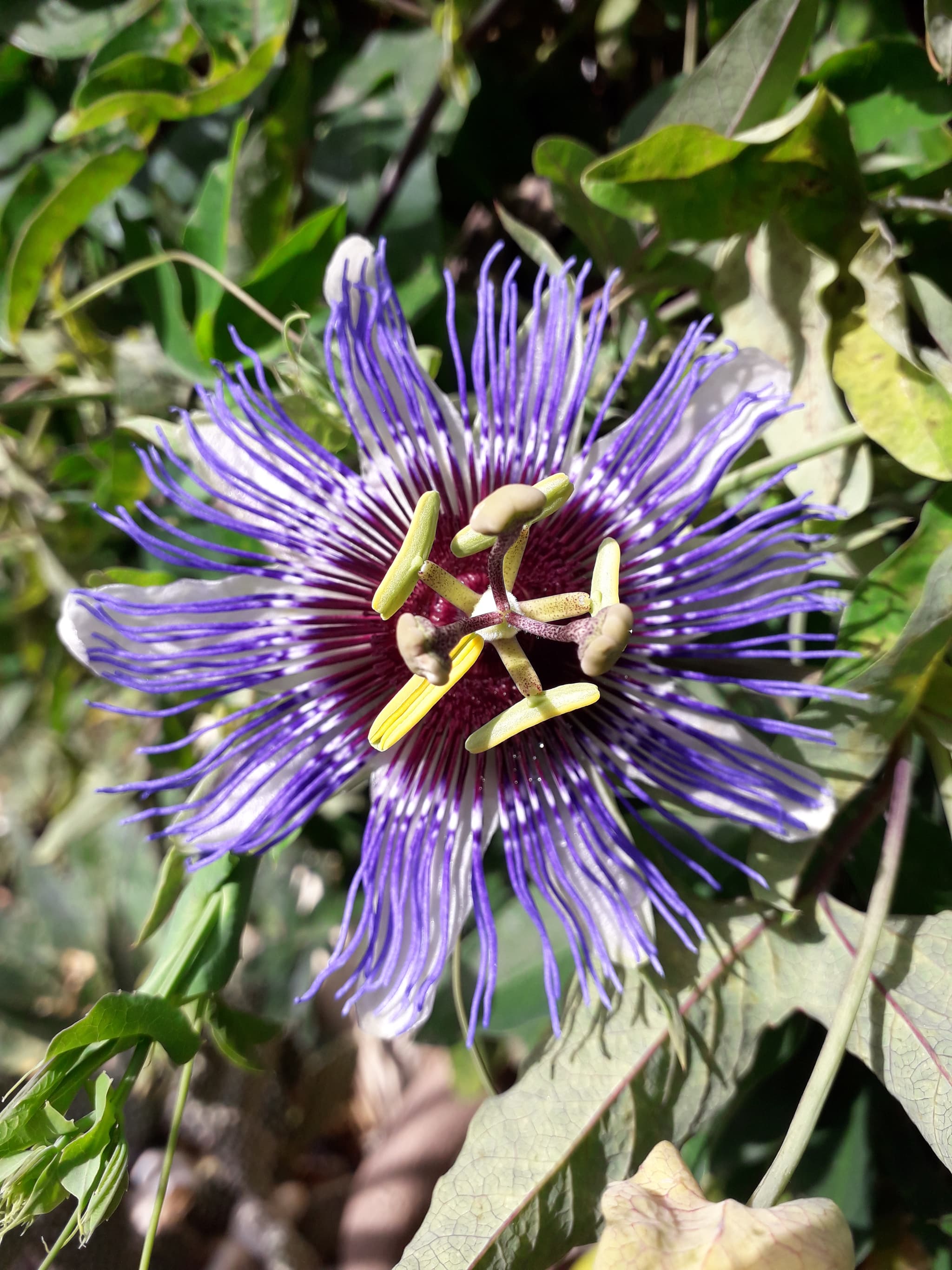 Villa passiflora