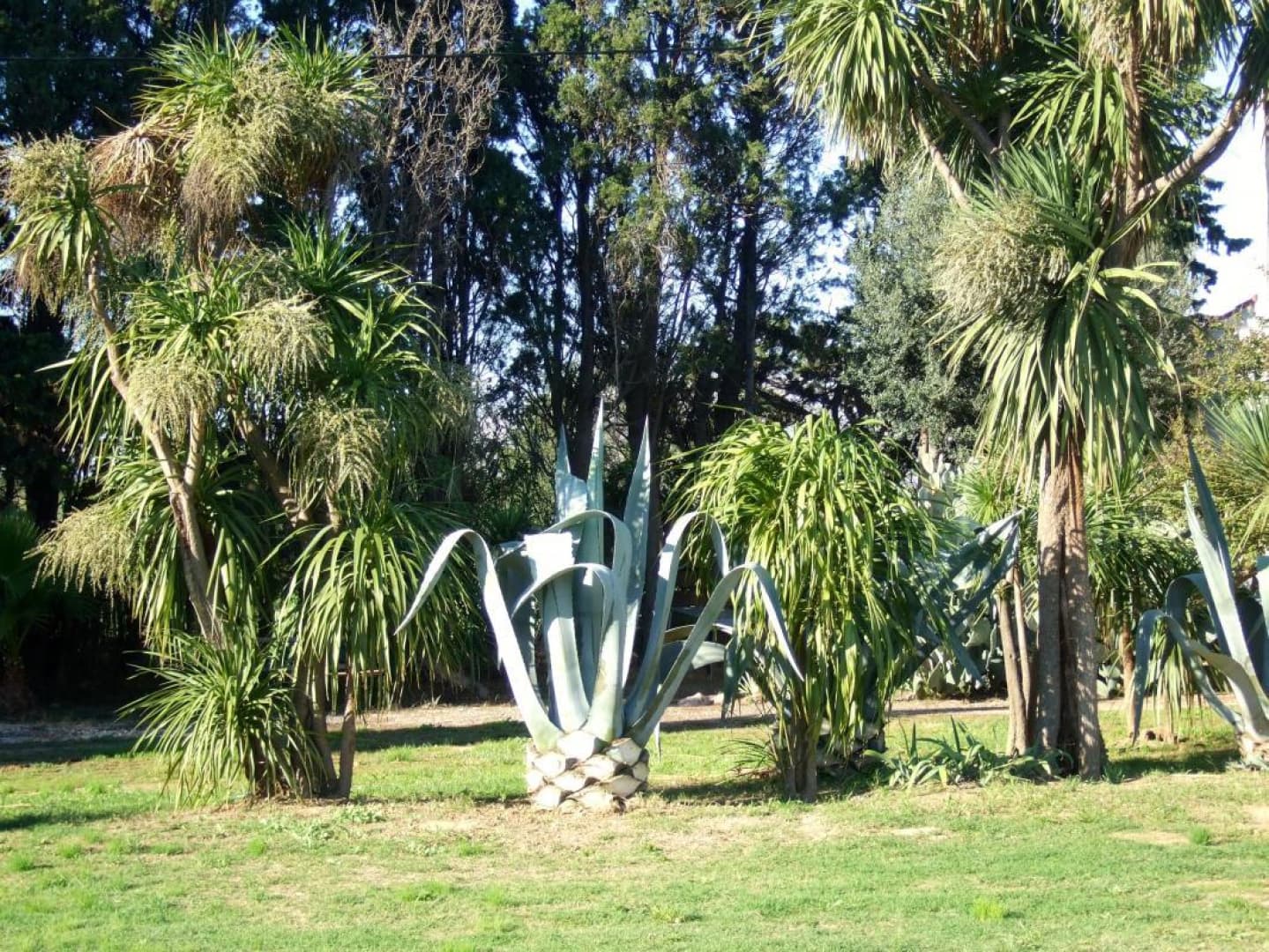L aloes_23