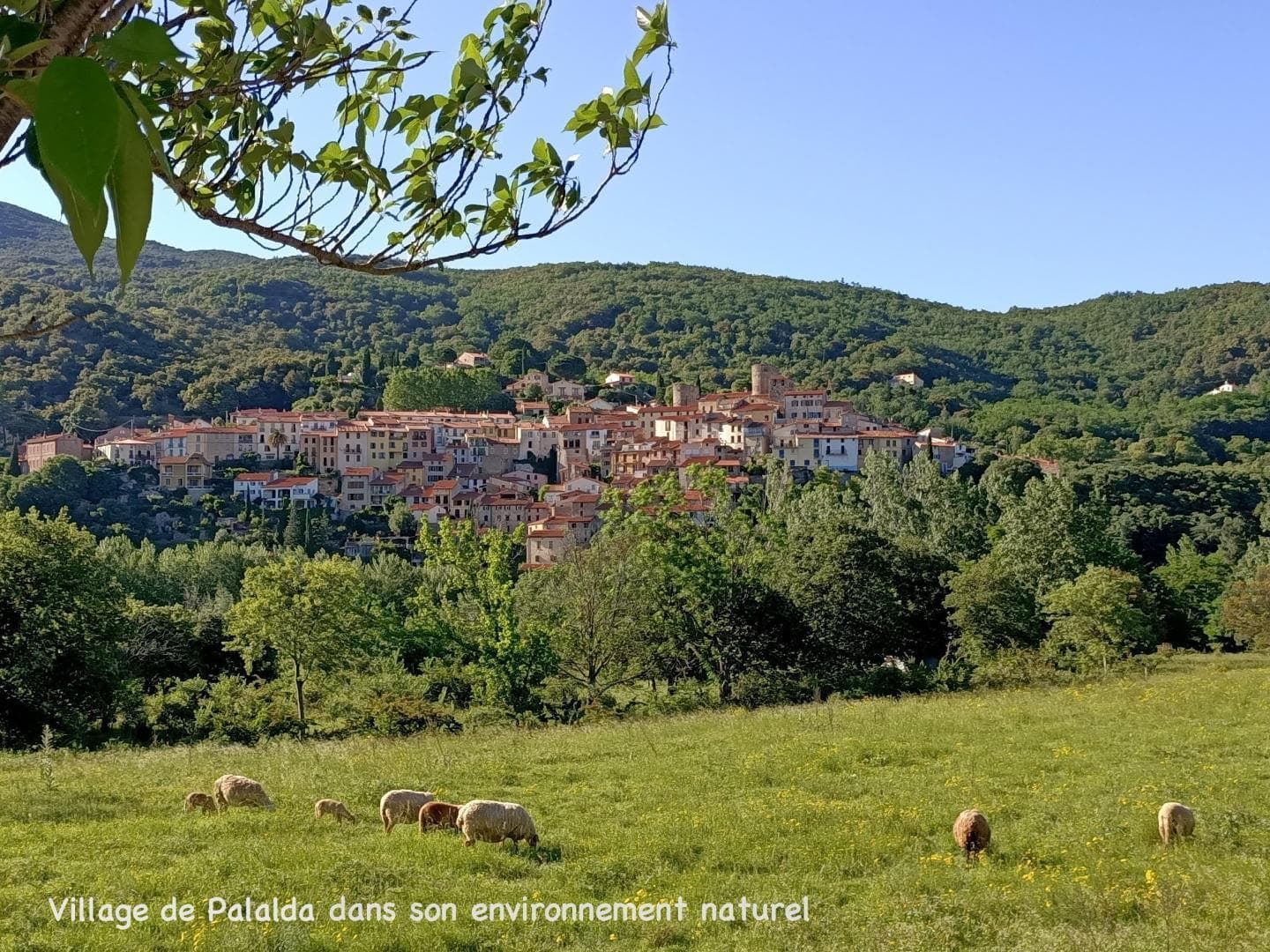 Chez Suzanne- Appartement Vallespir_26