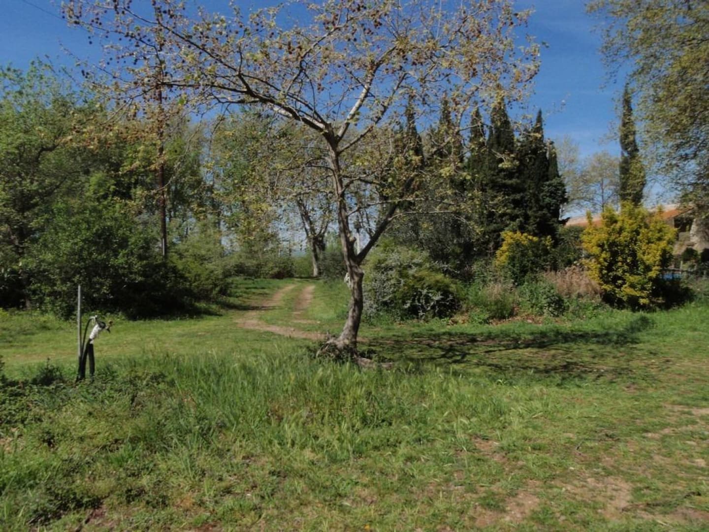 La glycine_13