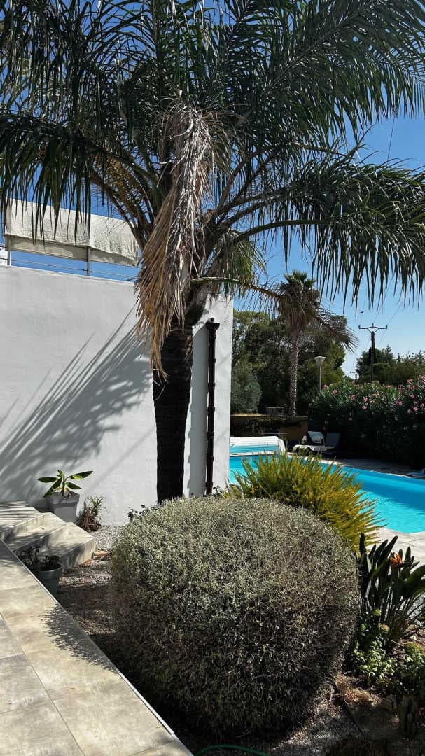 les Cycas_6