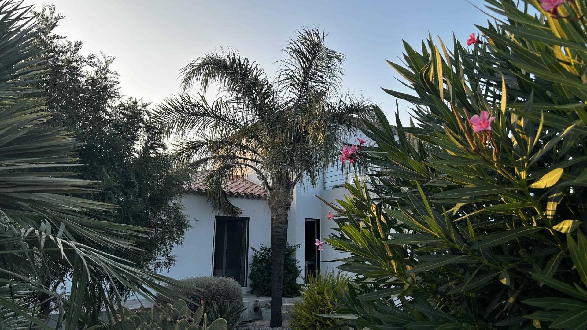 les Cycas_3