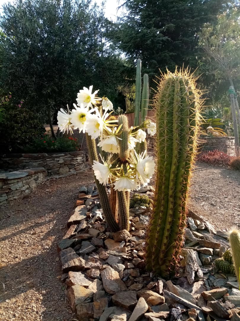 La Villa Andréanne- Gîte Vinya_21