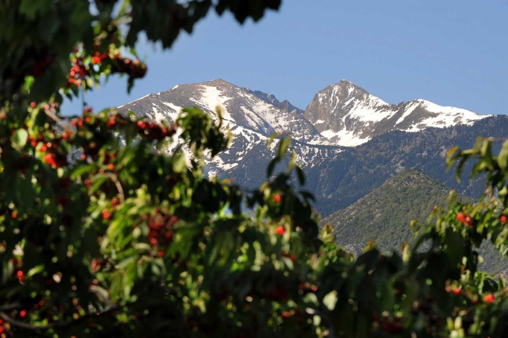 Mas de l' Estrade_20