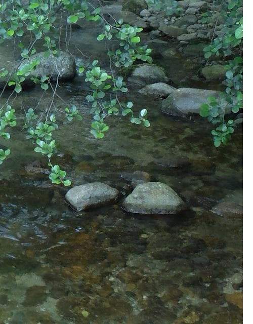 Le chant des oiseaux_24