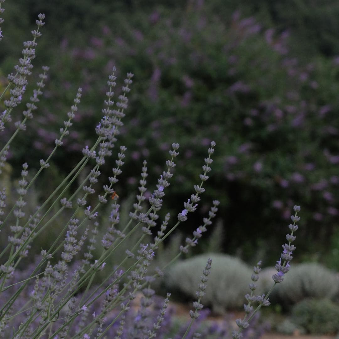 Le chant des oiseaux_14