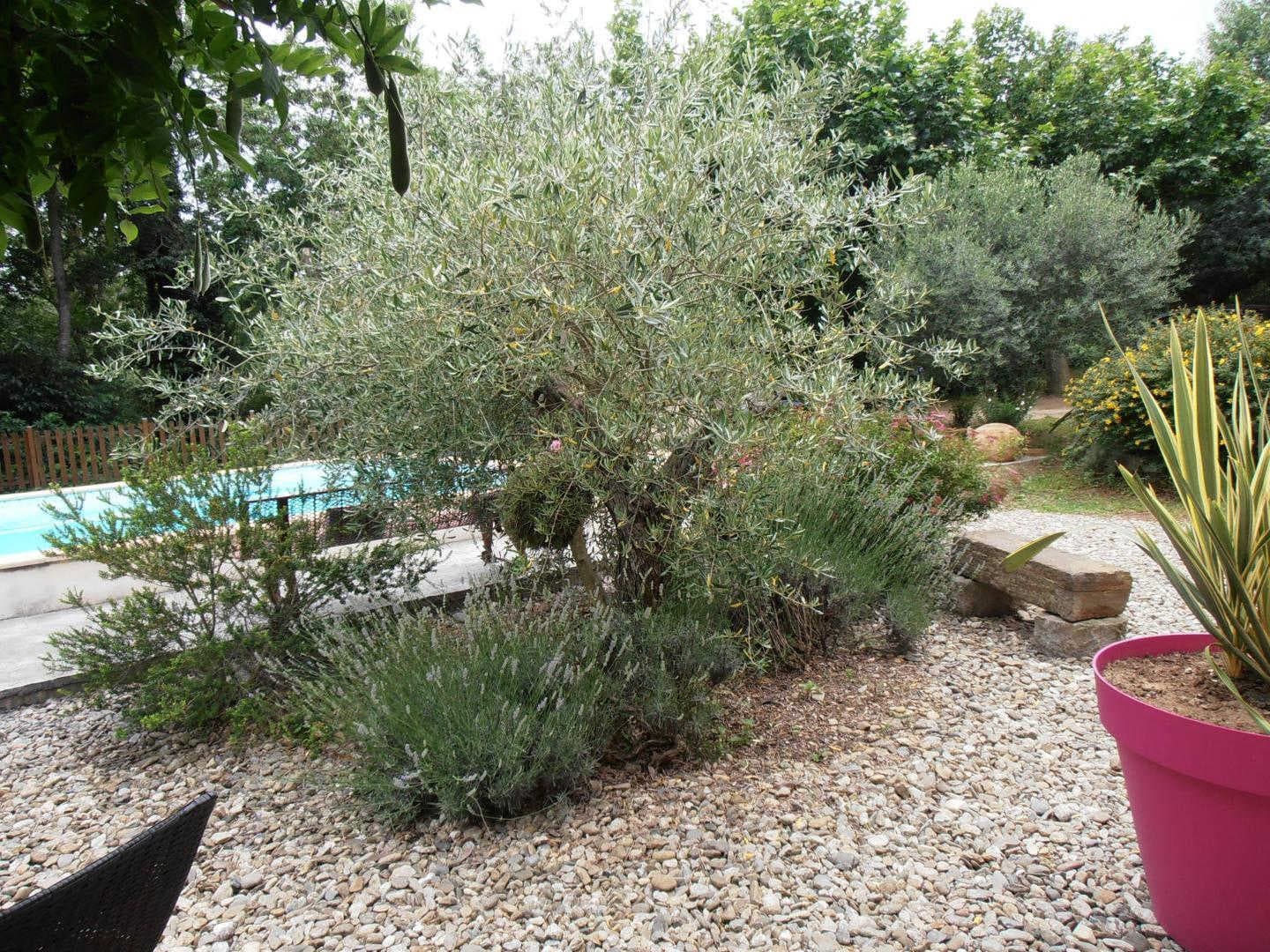 Le micocoulier_11