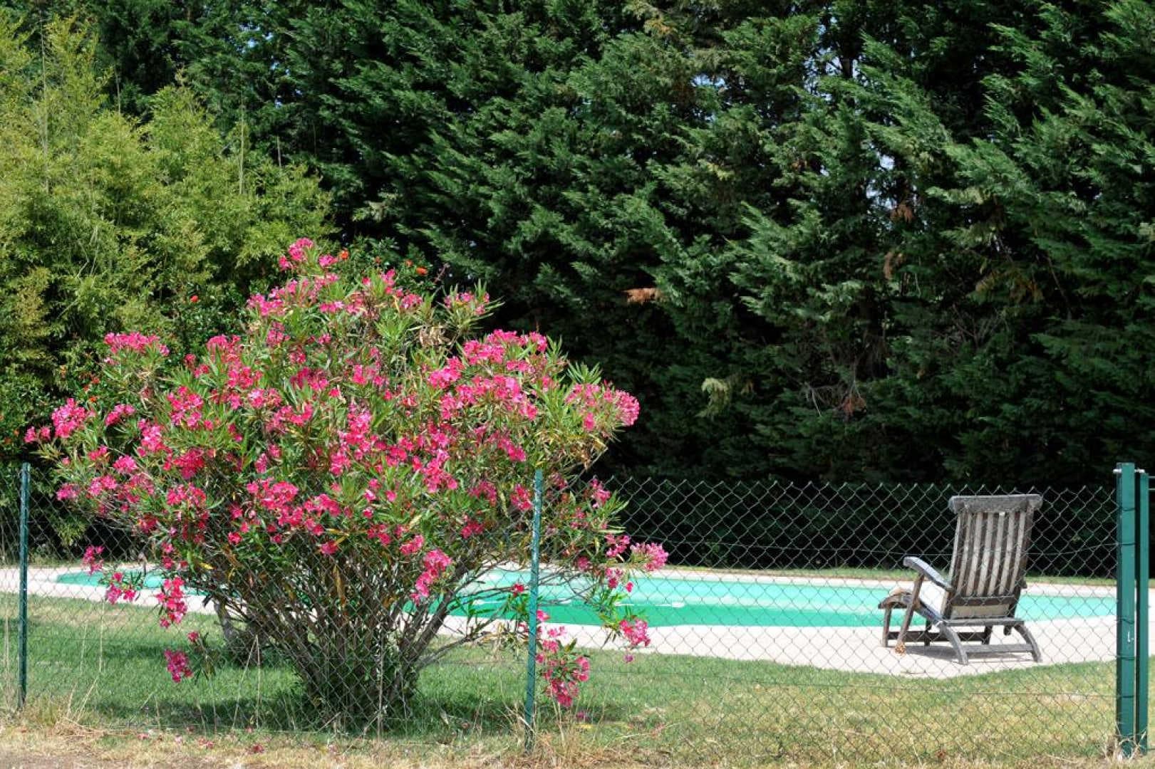 Bougainvillee_10